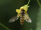 Een pyjamazweefvlieg foerageert in een bloem van klein springzaad