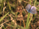 Een icarusblauwtje (mannetje) warmt zich op