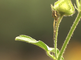 Kruisspin rust onder bloemknop