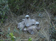 Jong bruine kiekendieven op nest