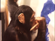 Onderzoek naar ''schilderkunst'' van apen