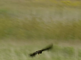 Bruine kiekendief vliegend en in riet