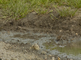 Huiszwaluw zoekend naar modder