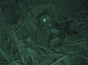 Nachtzwaluw met infrarood bij nacht