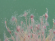 Gorgelpijp met geopende bloemkoppen vol zaad