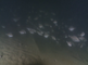 Steenbolken zwemmen binnen een wrak