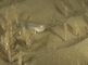 Pitvissen verbergen zich in het zand