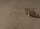 Harnasmannetje zwemmend over een zanderige zeebodem