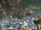 Europese zeekreeft etend van een dode krab voor zijn hol